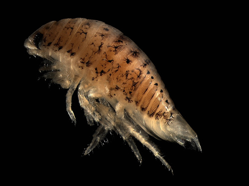 Speckled Sea Louse