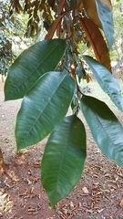 Chrysophyllum cainito