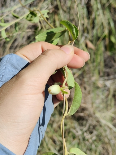 Blinkworthia convolvuloides