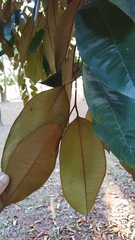 Chrysophyllum cainito