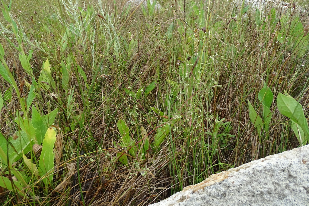 Artemisia anethifolia