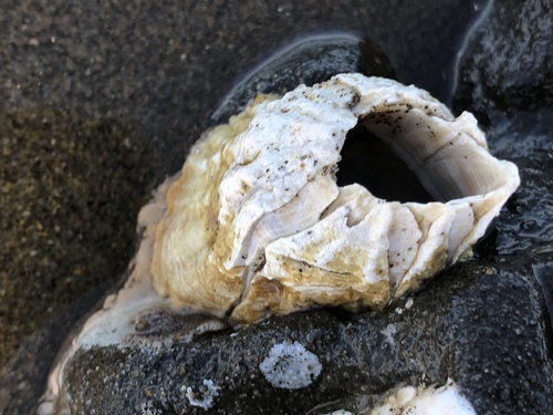 Menesiniella aquila