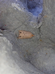 Planotortrix