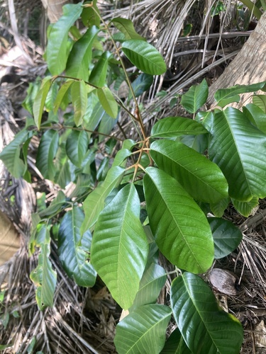 Image of Aglaia mariannensis by (c) fletchermoore, some rights reserved (CC BY)