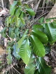 Mariana Aglaia (Aglaia mariannensis)