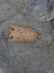 Planotortrix