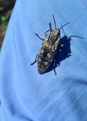 Texania fulleri