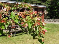 Acer tataricum