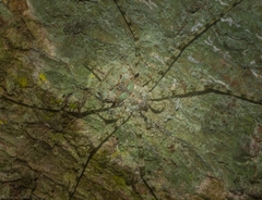 Tamopsis tweedensis
