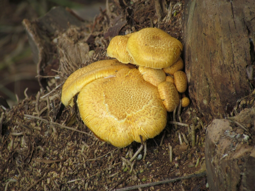 Gymnopilus · June 2019 · photo: © matiascabezas (iNaturalist, cc-by)