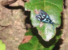 Clelea sapphirina