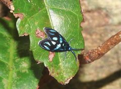 Clelea sapphirina