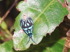 Clelea sapphirina