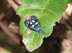 Clelea sapphirina