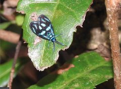 Clelea sapphirina