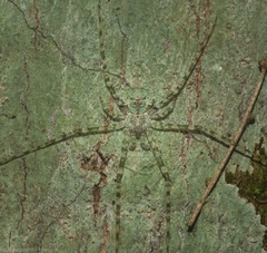 Tamopsis tweedensis