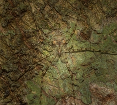 Tamopsis tweedensis