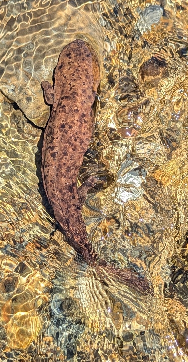 Andrias japonicus (Temminck, 1836)