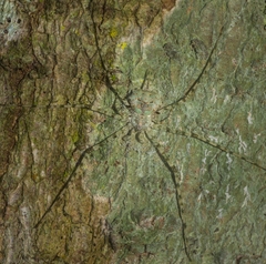 Tamopsis tweedensis