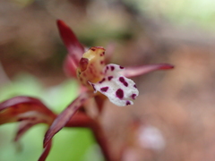 Corallorhiza maculata maculata