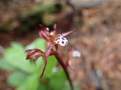 Corallorhiza maculata maculata