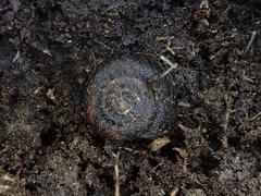 Thalassohelix igniflua