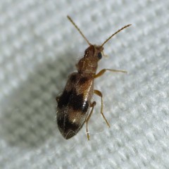 Notoxus calcaratus