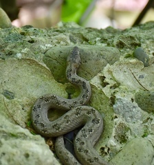 Tropidophis melanurus