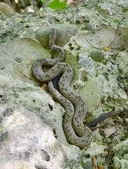 Tropidophis melanurus