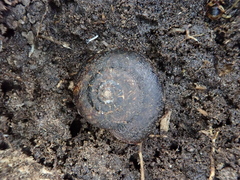 Thalassohelix igniflua