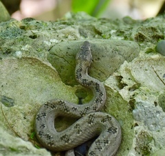 Tropidophis melanurus