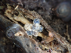 Thalassohelix igniflua