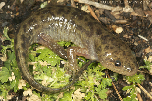 Mole Salamander