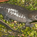 Salamandra Topo - Photo (c) Todd Pierson, algunos derechos reservados (CC BY-NC-SA)