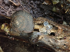 Thalassohelix igniflua