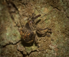 Haplonyx spencei