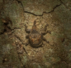 Haplonyx spencei