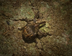 Haplonyx spencei