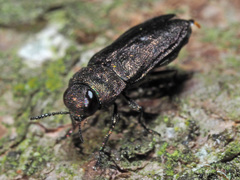 Anthaxia quadripunctata