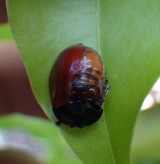 Chelymorpha cribraria