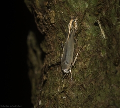 Thiotricha atractodes