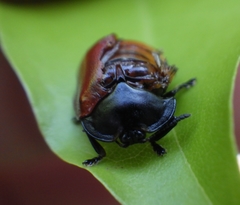 Chelymorpha cribraria