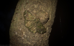 Aeolochroma rhodochlora