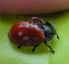 Chelymorpha cribraria