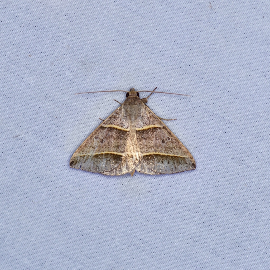 Black-tipped Ptichodis Moth