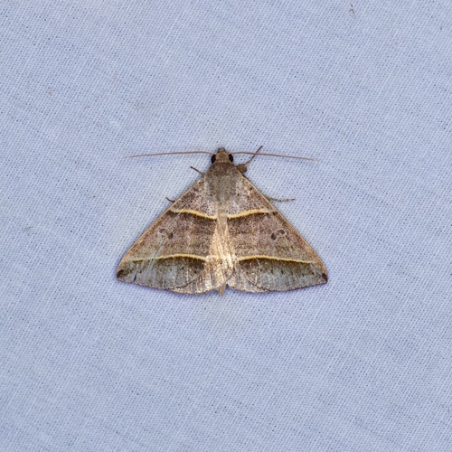 Black-tipped Ptichodis Moth