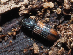 Bitoma crenata
