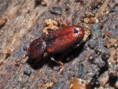 Cerylon ferrugineum
