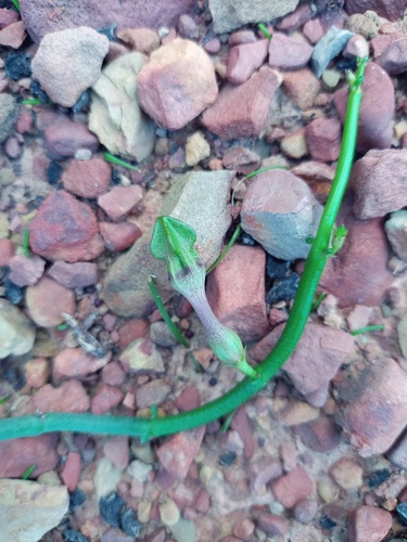 Ceropegia fimbriata ssp. connivens
