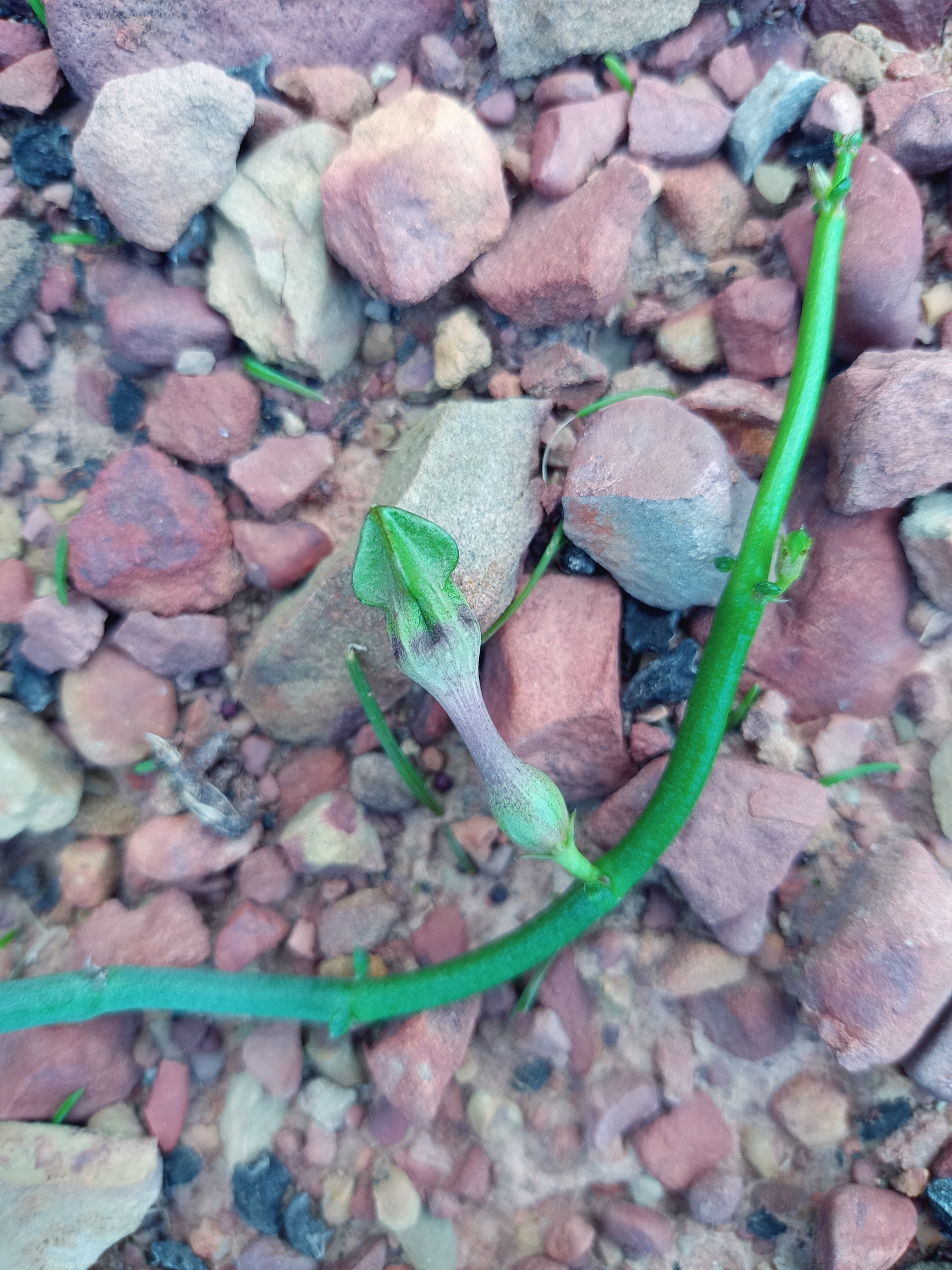 Ceropegia fimbriata ssp. connivens